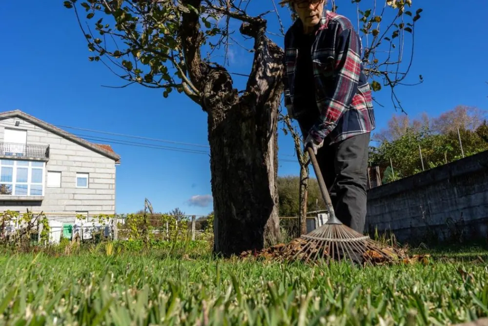 Professional Lawn Clean-Up Services in Adelaide by Clean On Demand