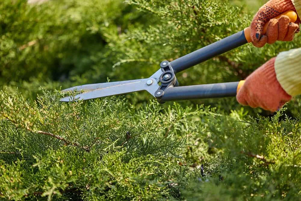 Professional Cleaning Services in Adelaide